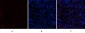 VE-Cadherin Polyclonal Antibody
